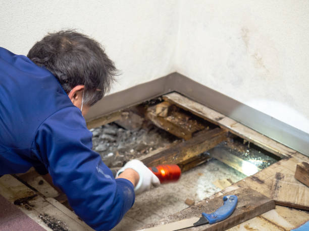 Best Office Mold Removal Services  in Limesa, CA