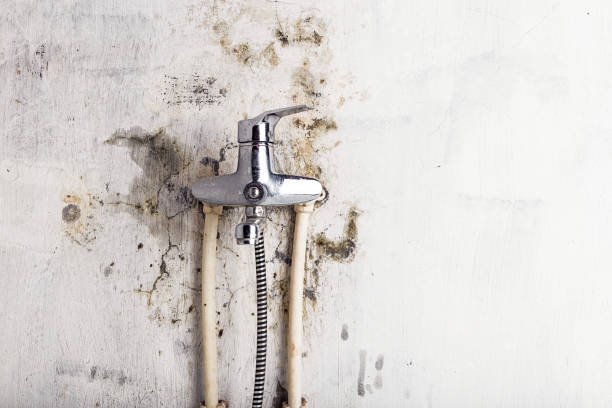 Best Mold Removal Process  in Limesa, CA