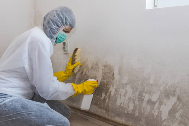 Best Crawl Space Mold Removal  in Limesa, CA