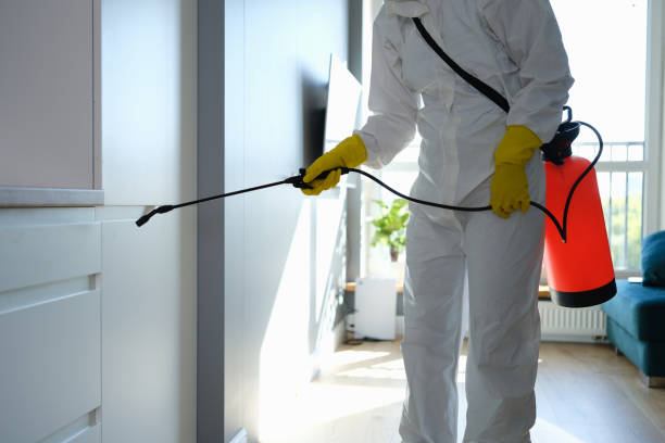 Best Same-Day Mold Removal  in Limesa, CA