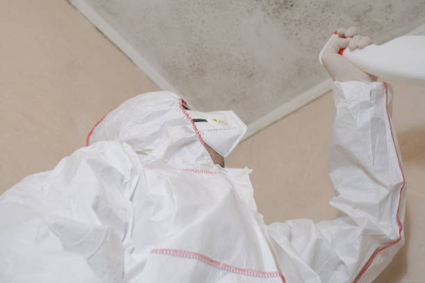 Best Professional Mold Removal  in Limesa, CA