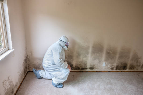 Best Residential Mold Removal  in Limesa, CA