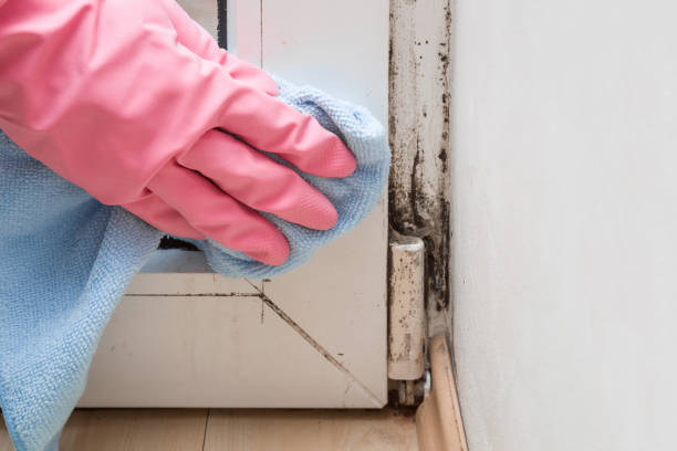 Best Office Mold Removal Services  in Limesa, CA
