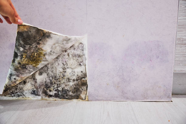 Best Toxic Mold Removal  in Limesa, CA